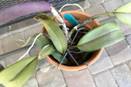 Bacterial Brown Spot on Cattleya