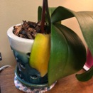 Phal Leaf Yellowing