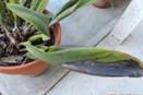 Cattleya Leaves Are Blackening