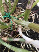 How to Repot This Cattleya