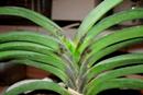 Dark Pigmentation on Vanda