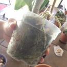 Dendrobium in Sphagnum