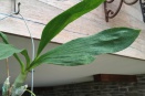 Points on Catasetum Leaves
