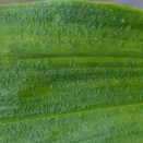 Points on Catasetum Leaves