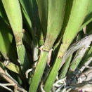 Brown Marks on Leaf Edges