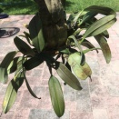 Tiny Spotting on Leaf Undersides