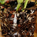 White Filamentous Growth on Bark