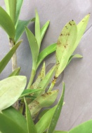 Brown Spotty Patches