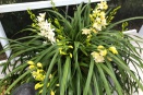 Cymbidium Repotting