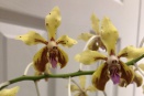 Spots on Vanda Flower