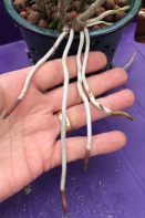 Brown/Black Splotches on Leaf