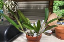 Leaf Spotting on Cattleya