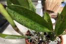 Leaf Spotting on Cattleya