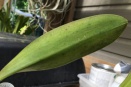 Leaf Spotting on Cattleya