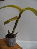 Leaf Drop on Dendrobium