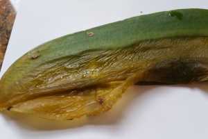 Water Trapped Inside Phal Leaves