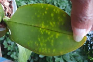 Edema on Phal Leaf