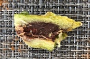 Catasetum Bulb Rotted