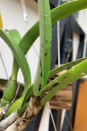 Dark Spots on Cattleya Leaf
