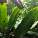Longitudinal Streaking in Cattleya