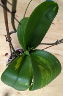 Yellow Splotches on Phalaenopsis Leaf