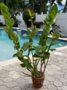 Dendrobium Needs Repotting