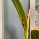 Reddish leaf markings on cattleya