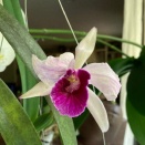 Reddish leaf markings on cattleya
