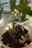 Dendrochilum Potting