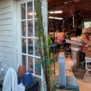 Terete Vanda Base Yellowing