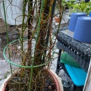 Terete Vanda Base Yellowing