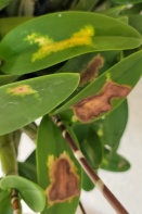 White Spots Turn Yellow Then Brown