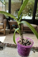 Keiki on Unhealthy Dendrobium