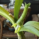 Keiki on Unhealthy Dendrobium