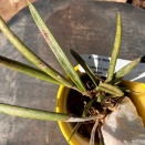 Growing Indoors Under Lights