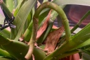 Oncidium Flower Spike Deformed