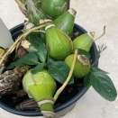 Broad Mite Damage Hard to Diagnose