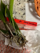 How to Repot this Orchid