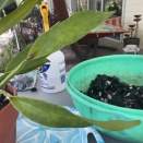 Chlorotic Spotting on Cattleya