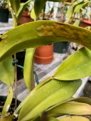 Raised Blister on Leaf Underside