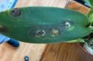Blotches on Cattleya Leaf