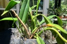 Cattleya Bulbs Browning from Rhizome Up