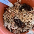 Habenaria Growing Down into Moss