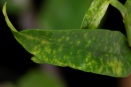 Chlorotic Spotting on Dendrobium