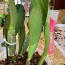 Black Scar on Pseuodbulbs