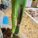 Black Scar on Pseuodbulbs