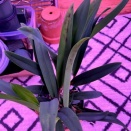 Is This a Virus Spreading