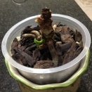 Phal Loses Its Leaves