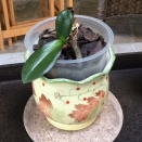 Phal Loses Its Leaves