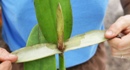 Peel Open Cattleya Sheath to Prevent Bud Rot